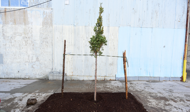 A recently planted tree along Astoria.