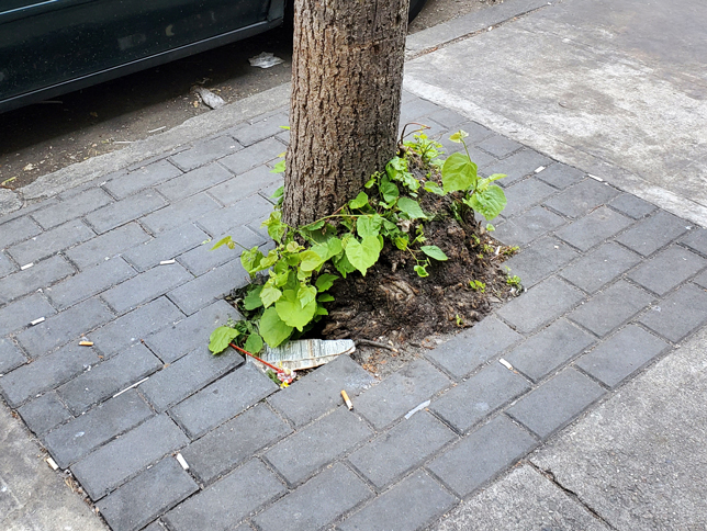 illegal tree damage