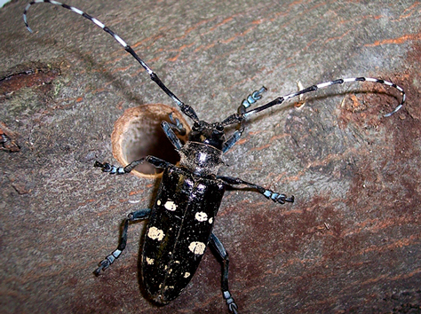 starry sky beetle
