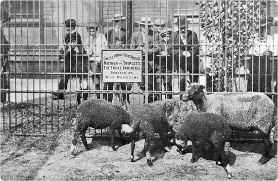 Black sheep on display at the Menagerie in Central Park, circa 1904. Source: 1904 Department of Parks Annual Report.