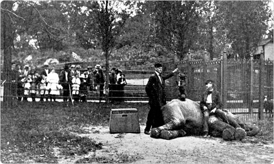 In its early form, the Menagerie at Central Park submitted animals to questionable treatment, as evidenced by this 1911 photo of a trainer and a dog perched on top of an elephant. Source: 1911 Department of Parks Annual Report.