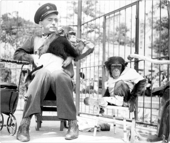 A zookeeper bonds with the chimps, July 1, 1936. Source: Parks Photo Archive, Neg. 8455.