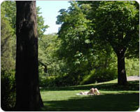 A man relaxes in the peaceful garden