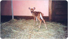 The rescued fawn found in Forest Park, June 2000.