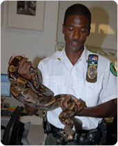 Urban Park Ranger Rakeem Taylor carefully handles the reptilian tourist dubbed ?Rocky Bal-boa,? September 6, 2007. Photo by Malcolm Pinckney.