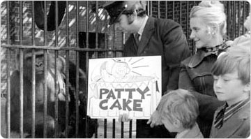 Mother gorilla Lulu observes the zookeeper displaying naming signage for her baby Patty Cake, Central Park Zoo, October 1972. Photo: Daniel McPartlin