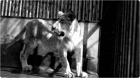 A young lion in its small cage, April 13, 1937. Photo by Alajos Schuszler; courtesy of Parks Photo Archives, Neg.11327.