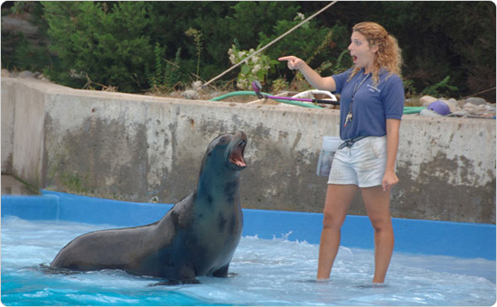 The sea lion show at the New York Aquarium, October 19, 2006. Photo: Daniel Avila.