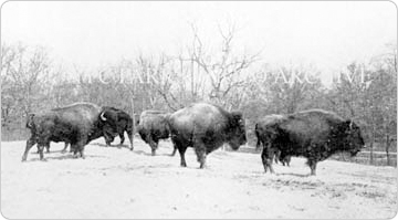 A herd of buffalo in Bronx Park, circa 1902. From the City of New York Annual Report for the Year of 1902.