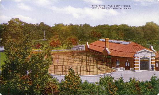 A postcard image of the small deer house at the Bronx Zoo, circa 1915, published by the New York Zoological Society.