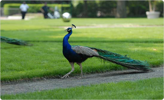 A peacock in Astor Court at the Bronx Zoo, June 1, 2007. Photo: Daniel Avila.