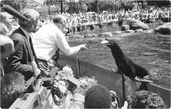 Mayor Ed Koch feeds a sea lion at the reopening of the Central Park Zoo, August 8, 1988. Photo, courtesy of the Parks Photo archive, by Simon Benepe.