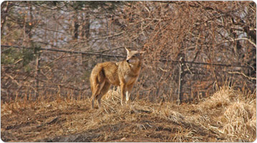 A coyote overlooking the Queens Zoo, February 3, 2003. Photo: Malcolm Pinckney.