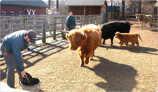 Bovines in the Queens Zoo petting zoo, February 3, 2003. Photo by Malcolm Pinckney.