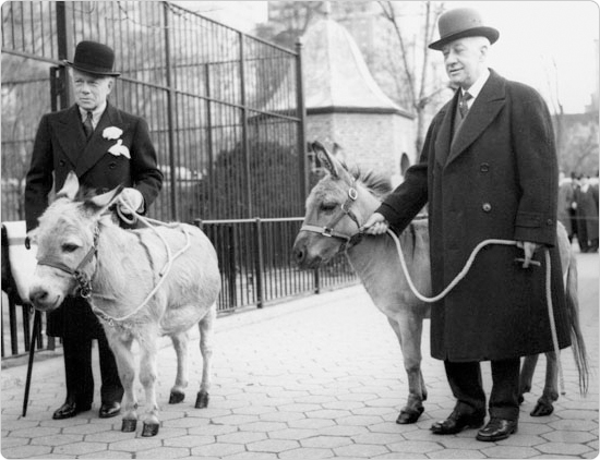 Former Governor Al Smith, a big fan of zoos, being presented with two donkeys at the Central Park Zoo, March 7, 1940. Smith presided over the opening on the Staten Island Zoo on June 10, 1936. Courtesy of the Parks Photo Archive, Neg. 18312.