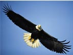 Image of a Bald Eagle in flight