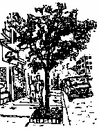 Drawing of Street Tree