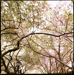 Flowering crabapple trees in Central Park Conservatory Gardens; Photo by Benjamin Swett