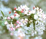 Close-up of crabapple tree buds and flowers