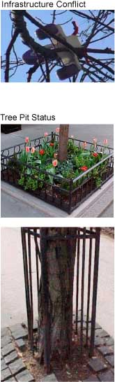 images of infrstructure and tree pit