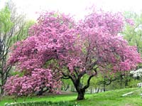 Flowering Pink Crabapple tree