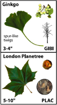 images of a ginkgo and London planetree leaf