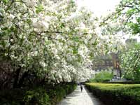 Photo of blooming white crabapple trees in the Central Park Conservatory Garden