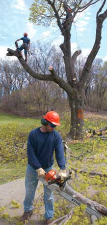 Climbers and pruners cut down a tree infected with the Asian longhorned beetle in Forest Park, Queens