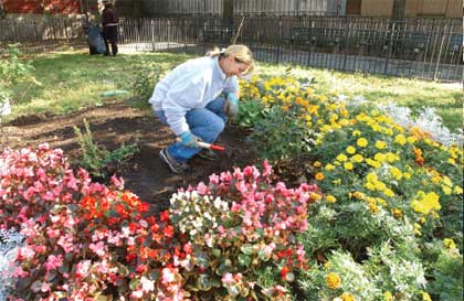 Volunteer plants flowers 