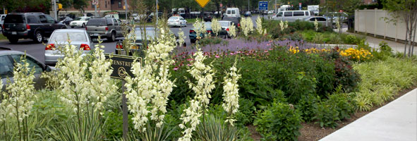 Greenstreet with a variety of plants