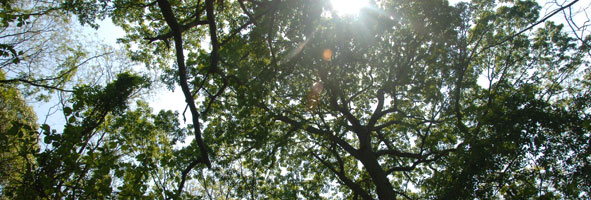 Sunlight streams through the leaves and branches of a tree