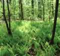 Jessica Paliswiat, Native Ferns along the Greenbelt Nature Center Trail