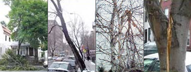 Examples of tree damage