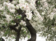 White flowers