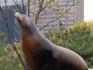 A sea lion