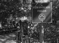 Image of Strawberry Fields Forever