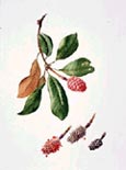 Photo of a watercolor from "Portraits of a Garden", click for a larger version of the picture