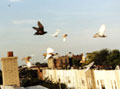 Photo of pigeons flying over Brooklyn roofttops