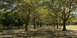 Path surrounded with trees in Flushing Meadows Corona Park