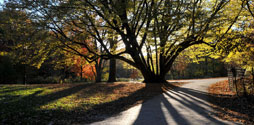 Path in Prospect Park