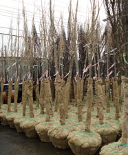 Trees in burlap waiting to be planted