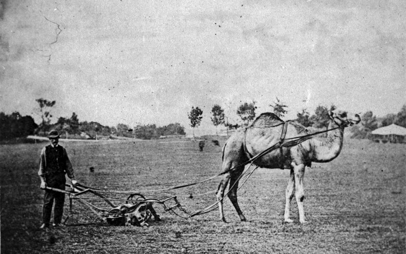 9 Things You Won't See in Our Parks Today : NYC Parks