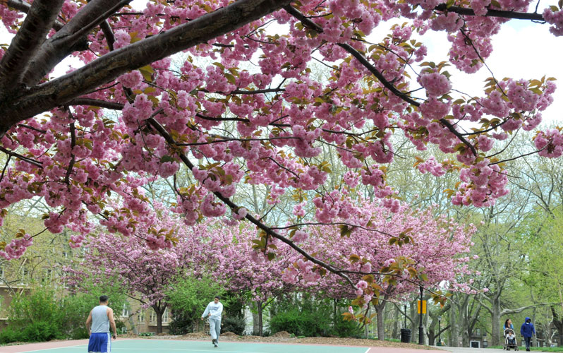 Best Parks to See Cherry Blossoms in New York City : NYC Parks