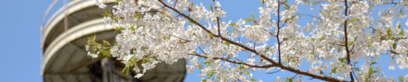 Flowers blooming in Flushing Meadows Corona Park