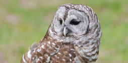 Barred Owl