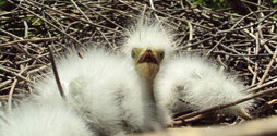 Great Egret