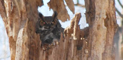 Great Horned Owl