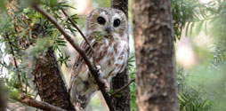 Saw-whet owl