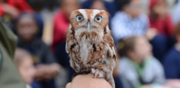 Screech Owl