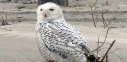 Snowy Owl